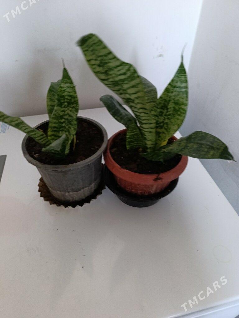 Сенсивьерия - 30 mkr - img 6