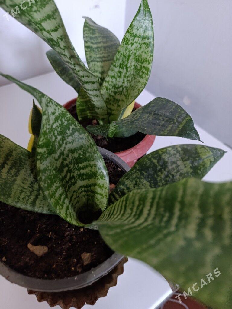 Сенсивьерия - 30 mkr - img 5