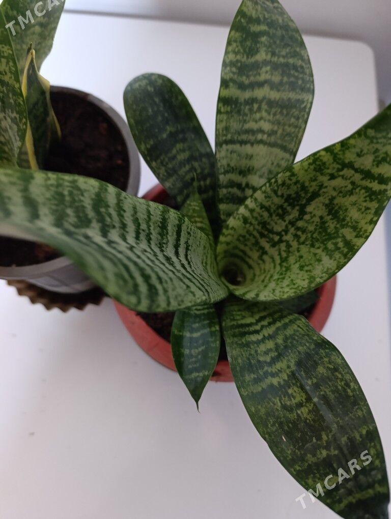 Сенсивьерия - 30 mkr - img 2