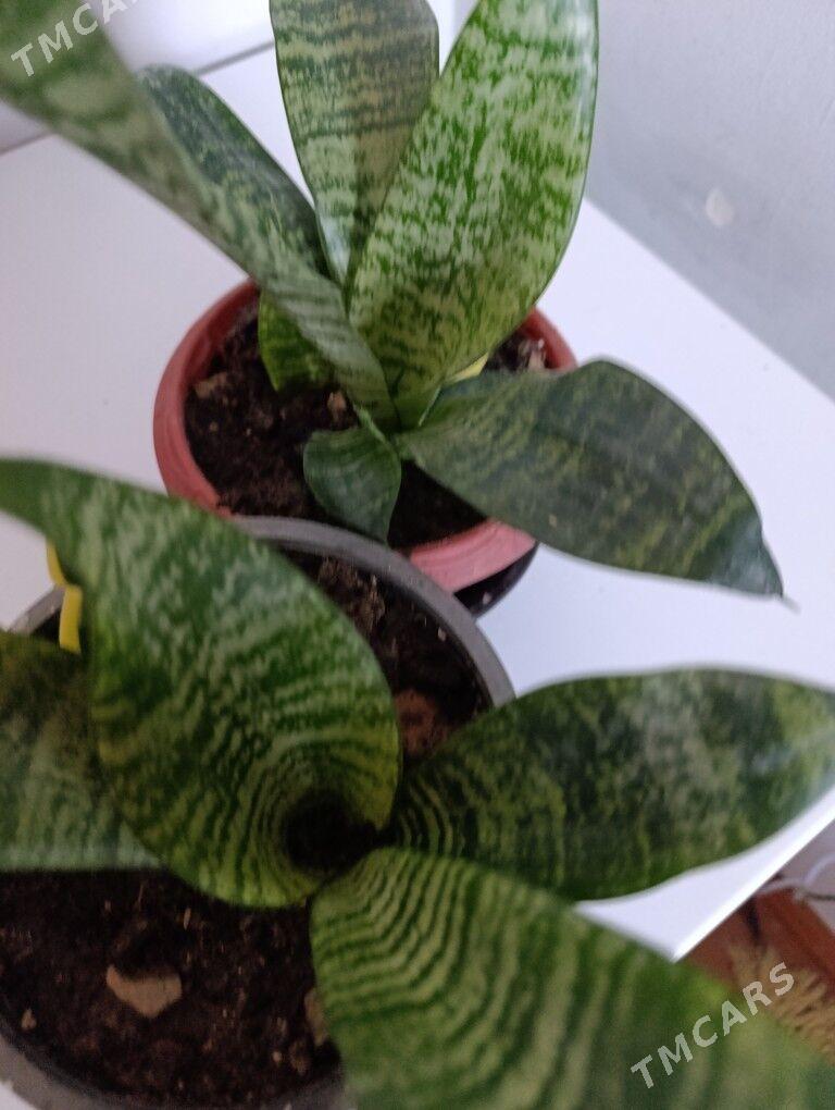 Сенсивьерия - 30 mkr - img 7