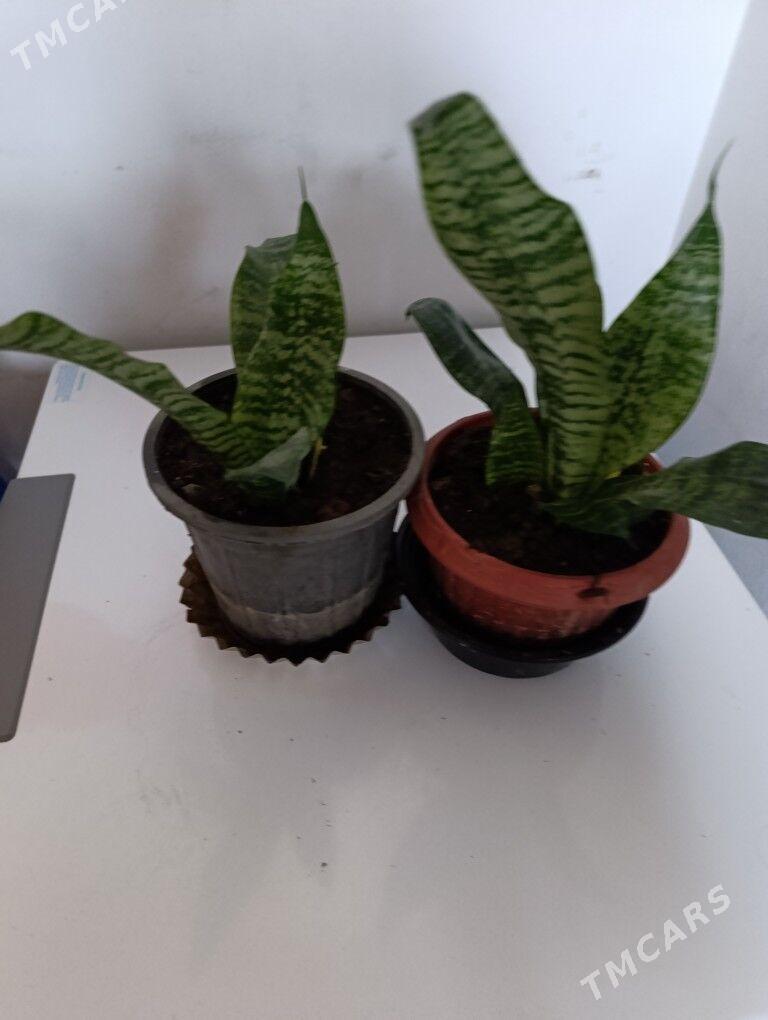 Сенсивьерия - 30 mkr - img 1