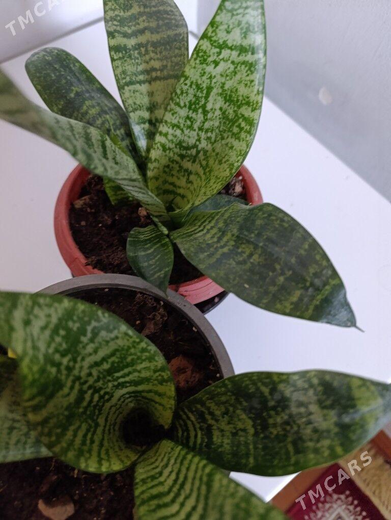 Сенсивьерия - 30 mkr - img 4