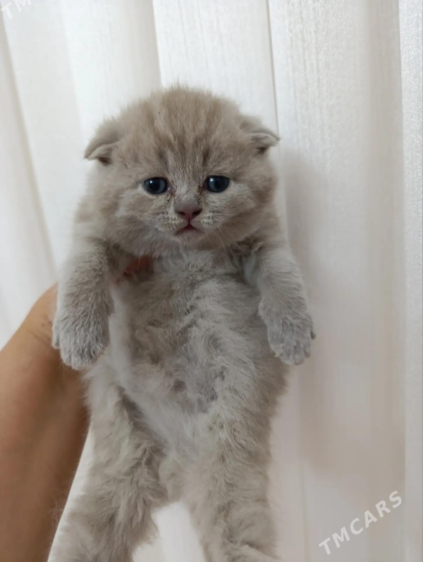 шотландские плюшевые котики - Aşgabat - img 2