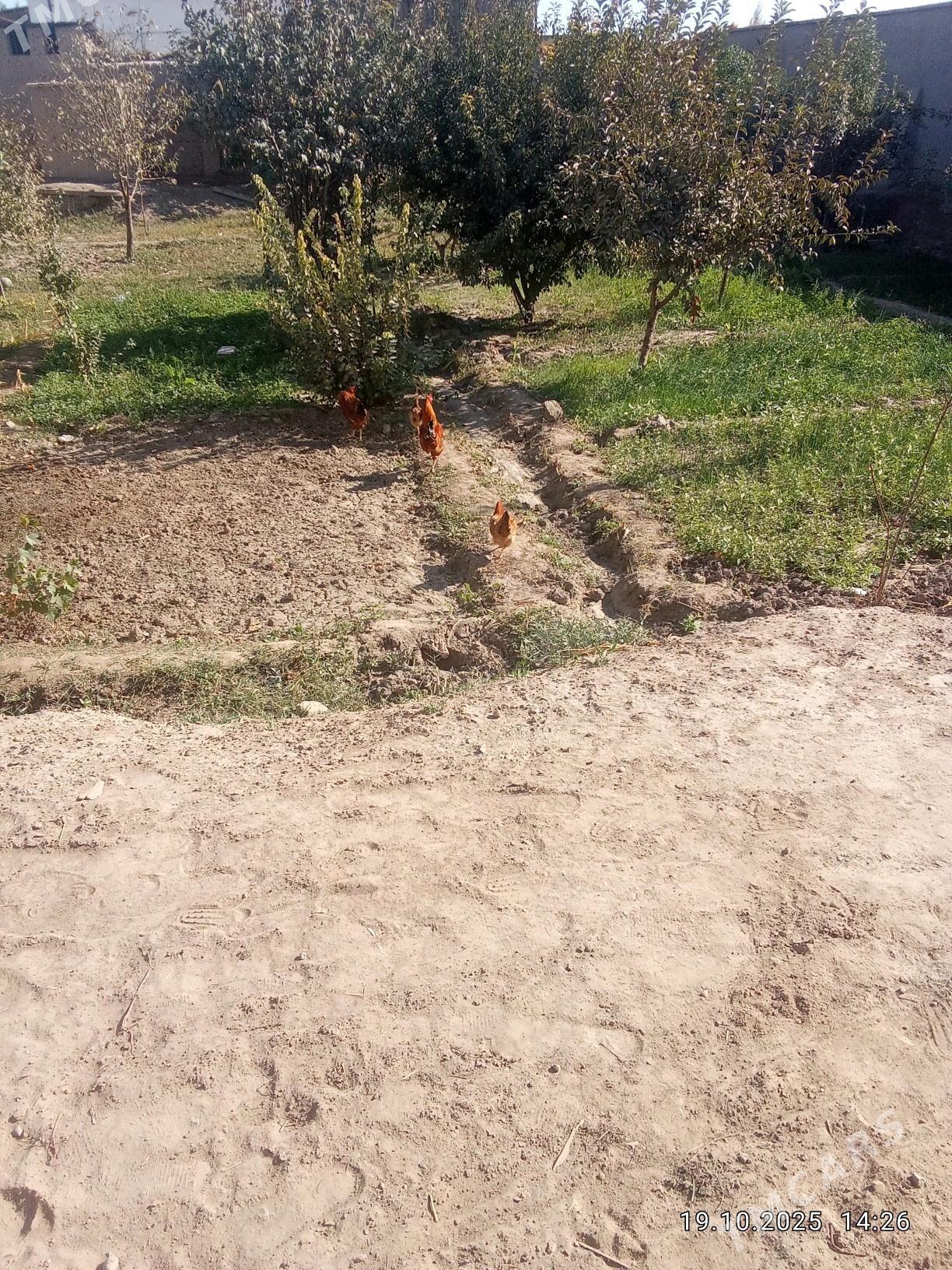 Towuk Horaz - Daşoguz - img 4