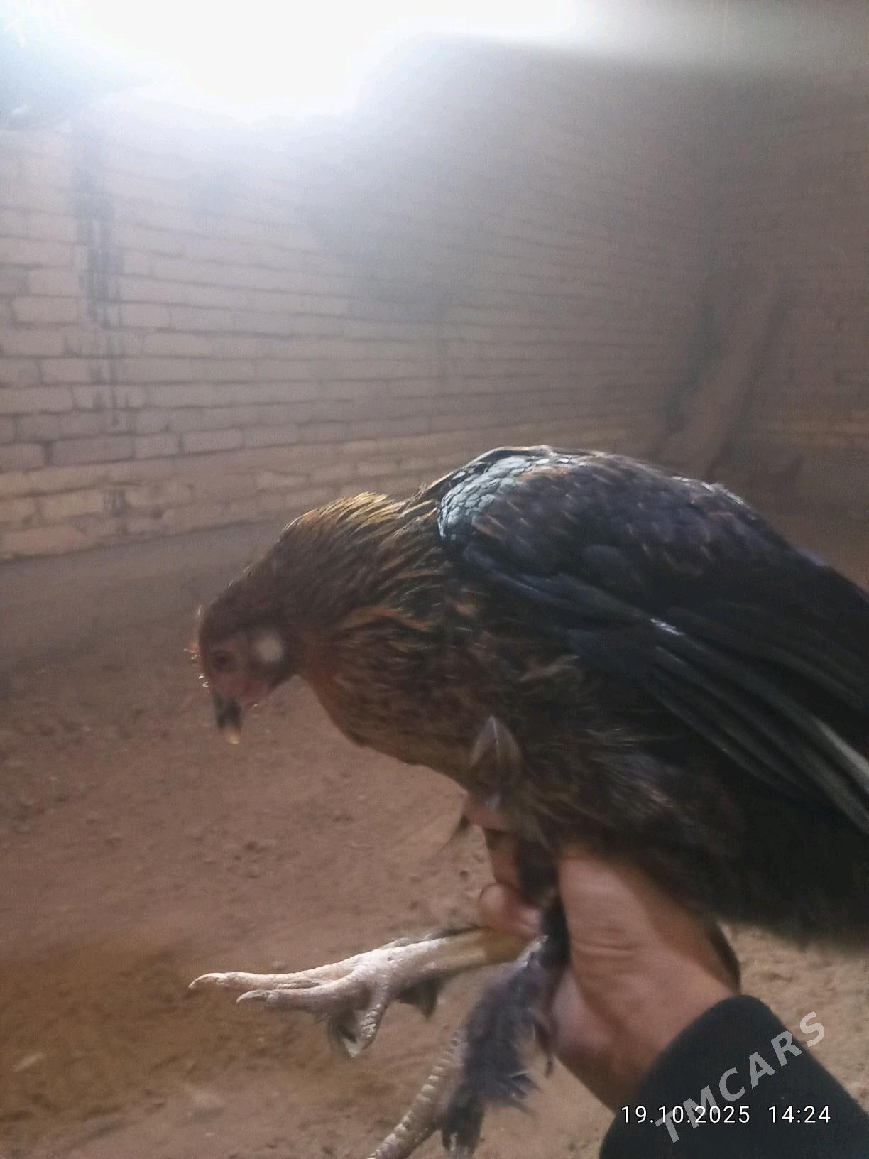 Towuk Horaz - Daşoguz - img 2