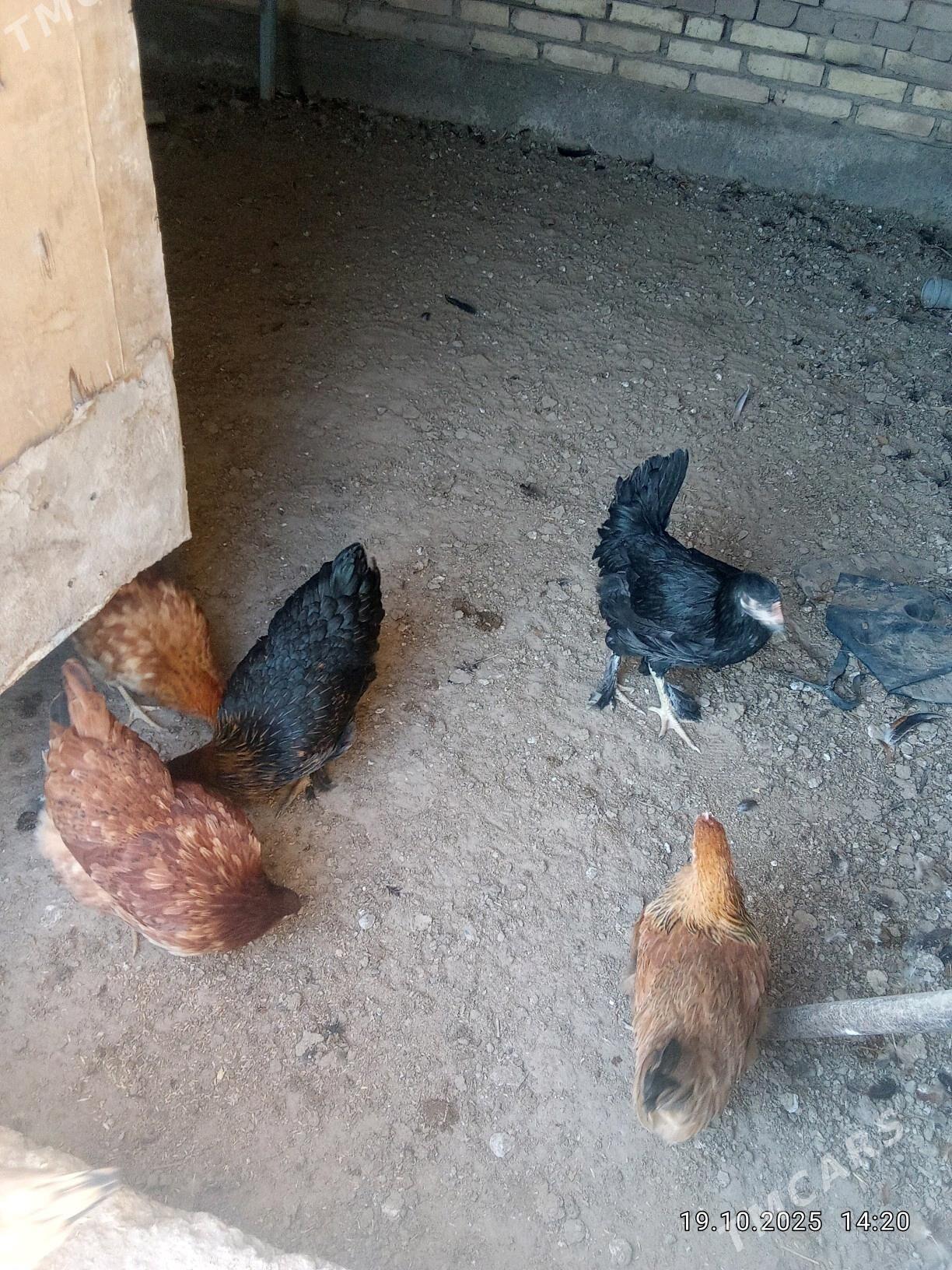 Towuk Horaz - Daşoguz - img 3