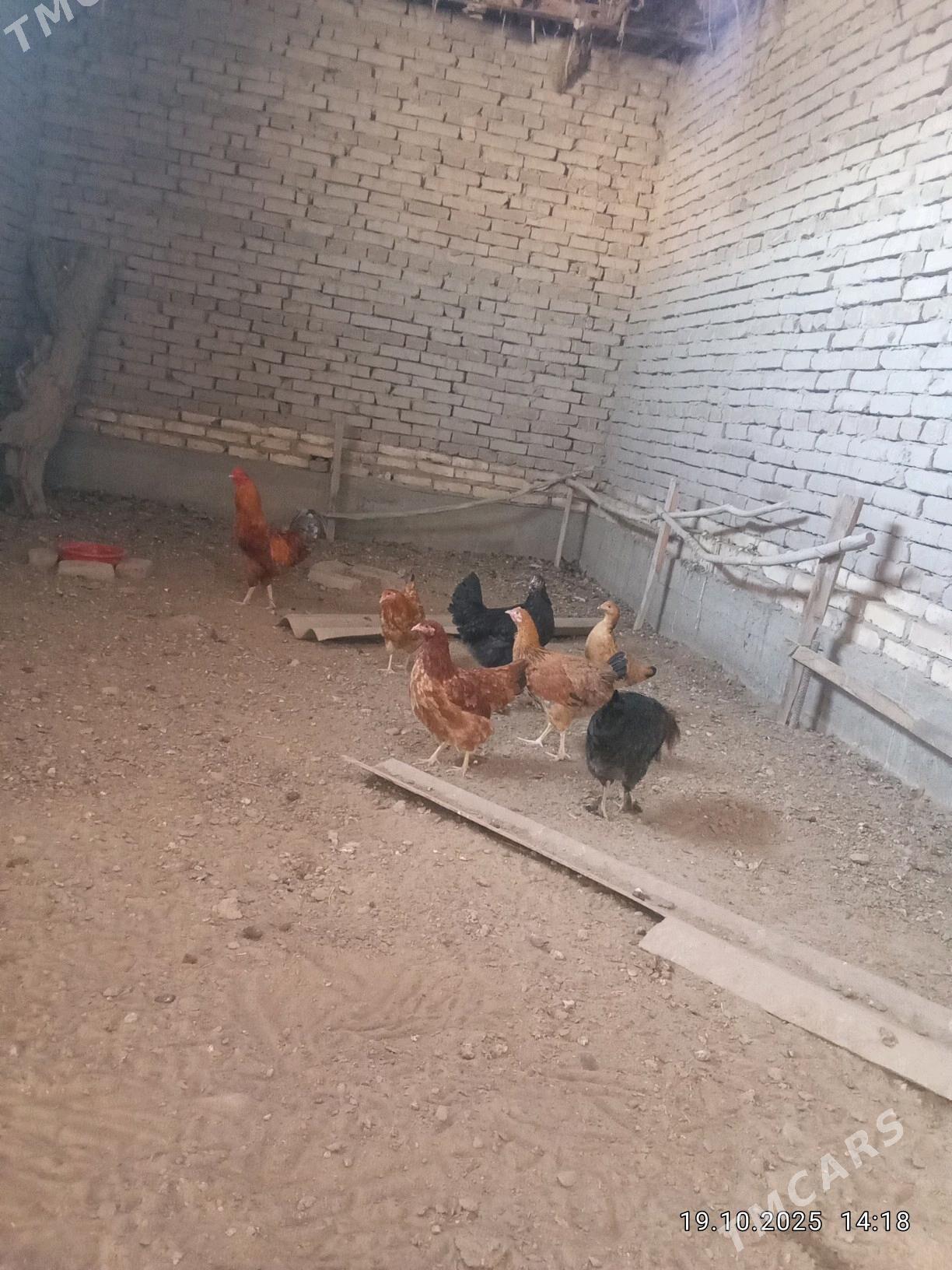 Towuk Horaz - Daşoguz - img 5