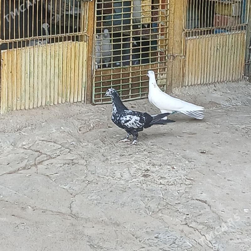 kepderi - Хитровка - img 6