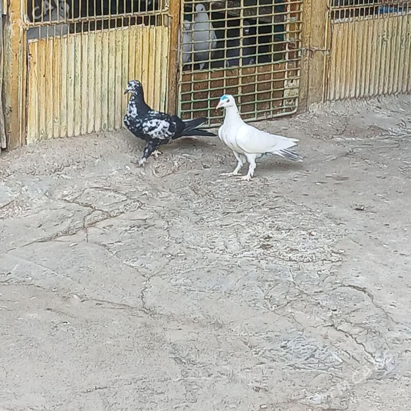 kepderi - Хитровка - img 2