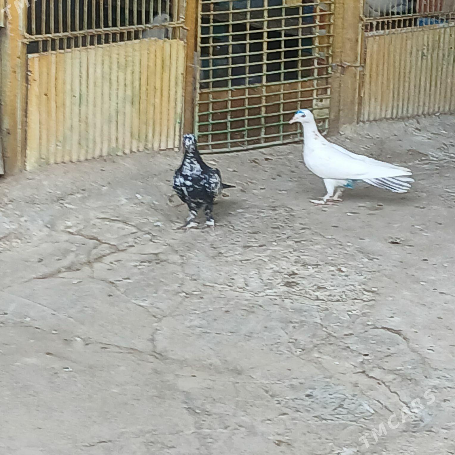 kepderi - Хитровка - img 7