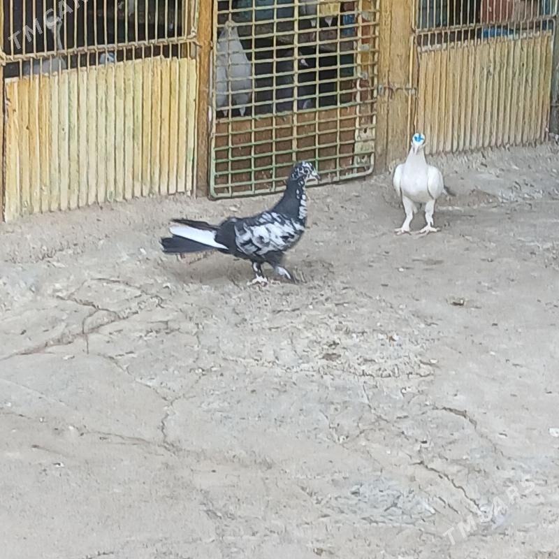 kepderi - Хитровка - img 4