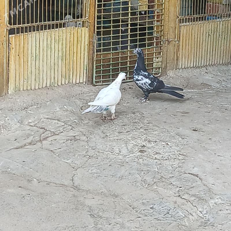 kepderi - Хитровка - img 5