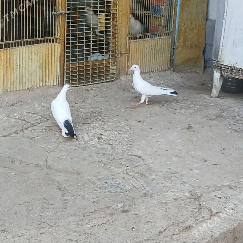 Kepderi - Hitrowka - img 2