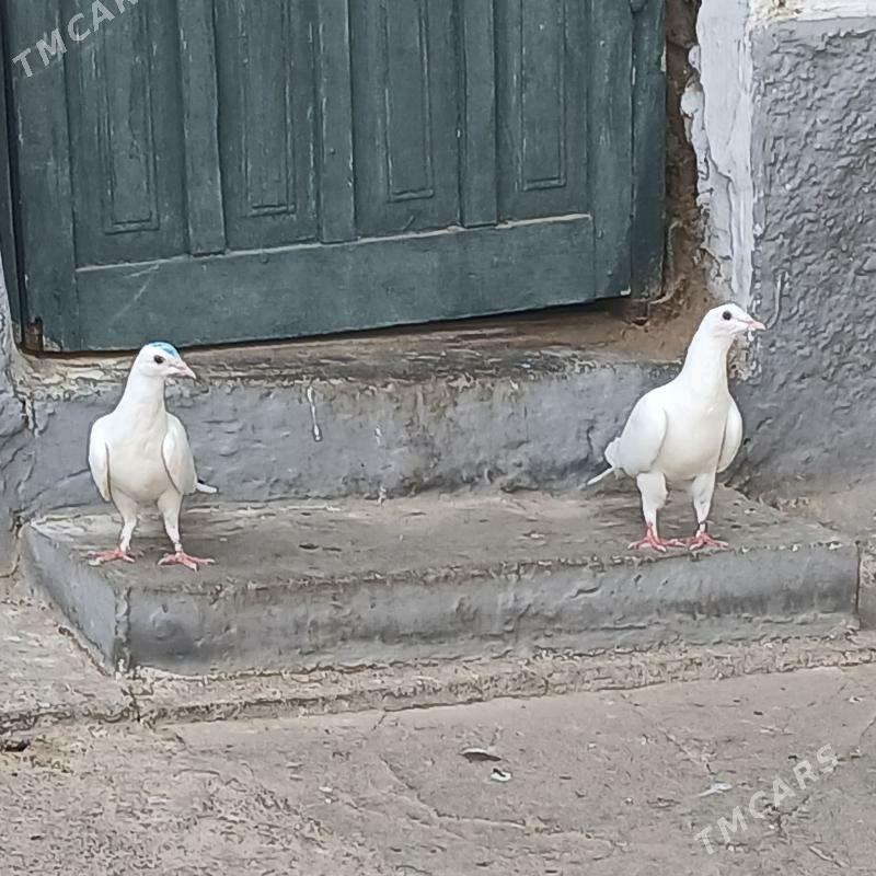 Kepderi - Hitrowka - img 3