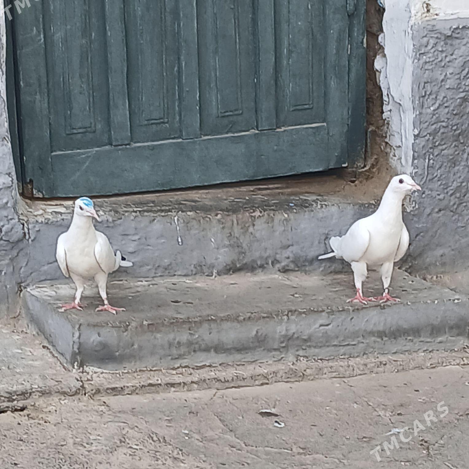 Kepderi - Hitrowka - img 4