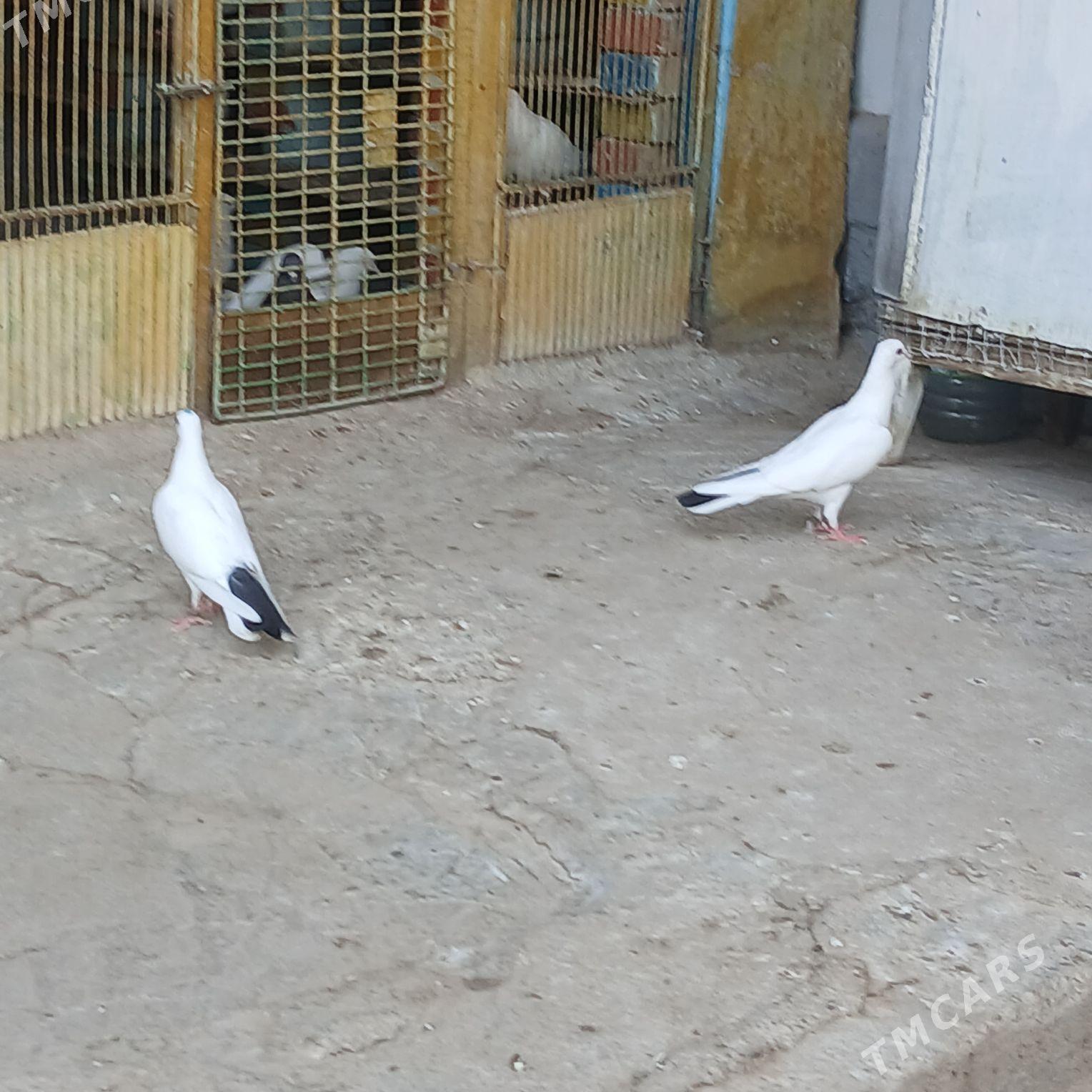 Kepderi - Hitrowka - img 7