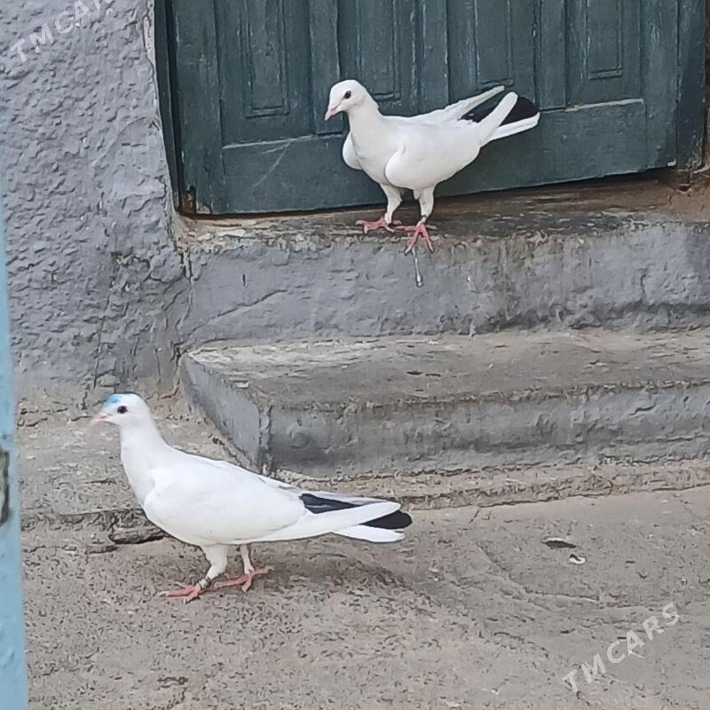 Kepderi - Hitrowka - img 5