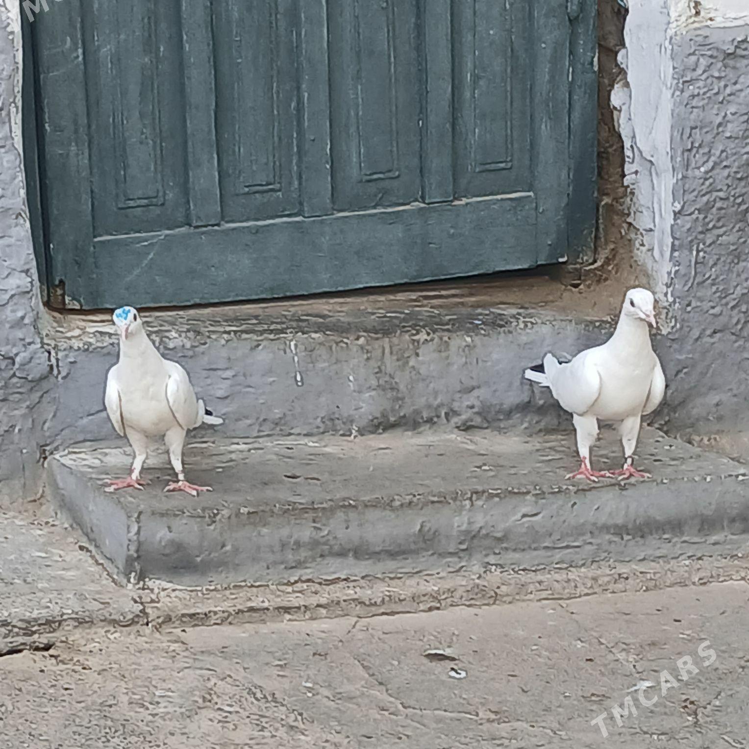 Kepderi - Hitrowka - img 6