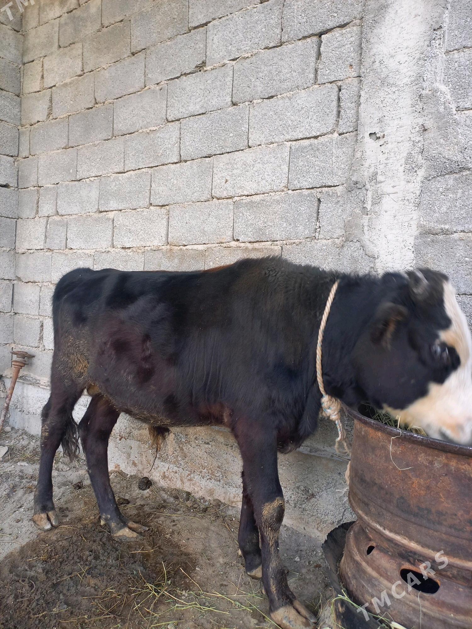 öküz - Гёкдепе - img 2