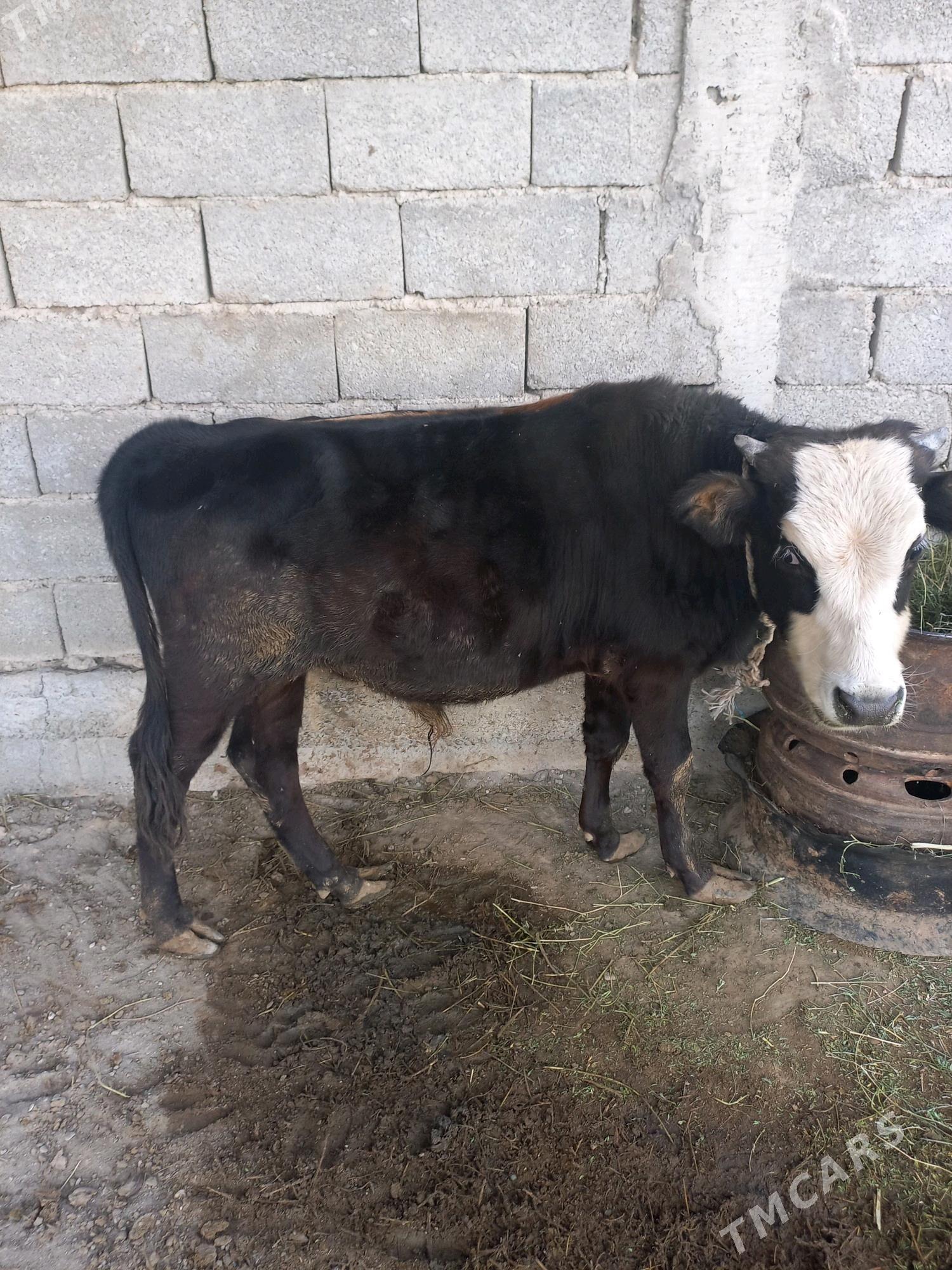 öküz - Гёкдепе - img 3