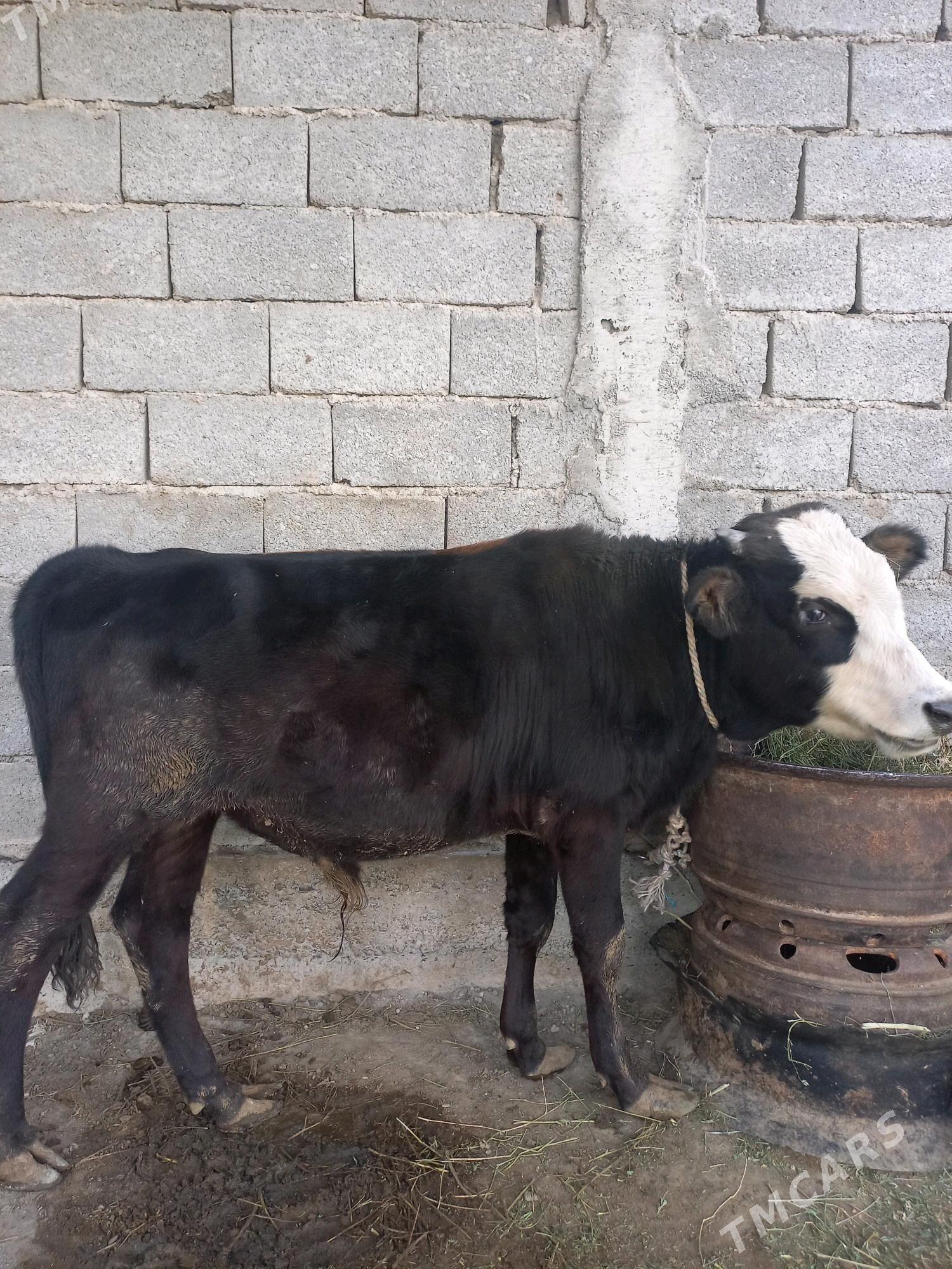 öküz - Гёкдепе - img 1