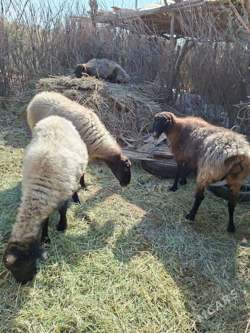 Goyun - Tejen - img 8