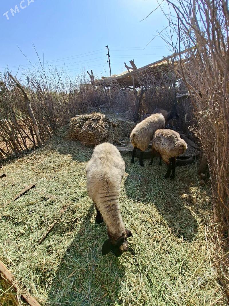 Goyun - Tejen - img 5