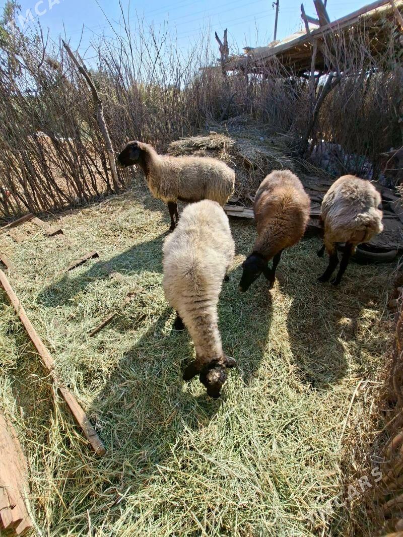 Goyun - Tejen - img 4