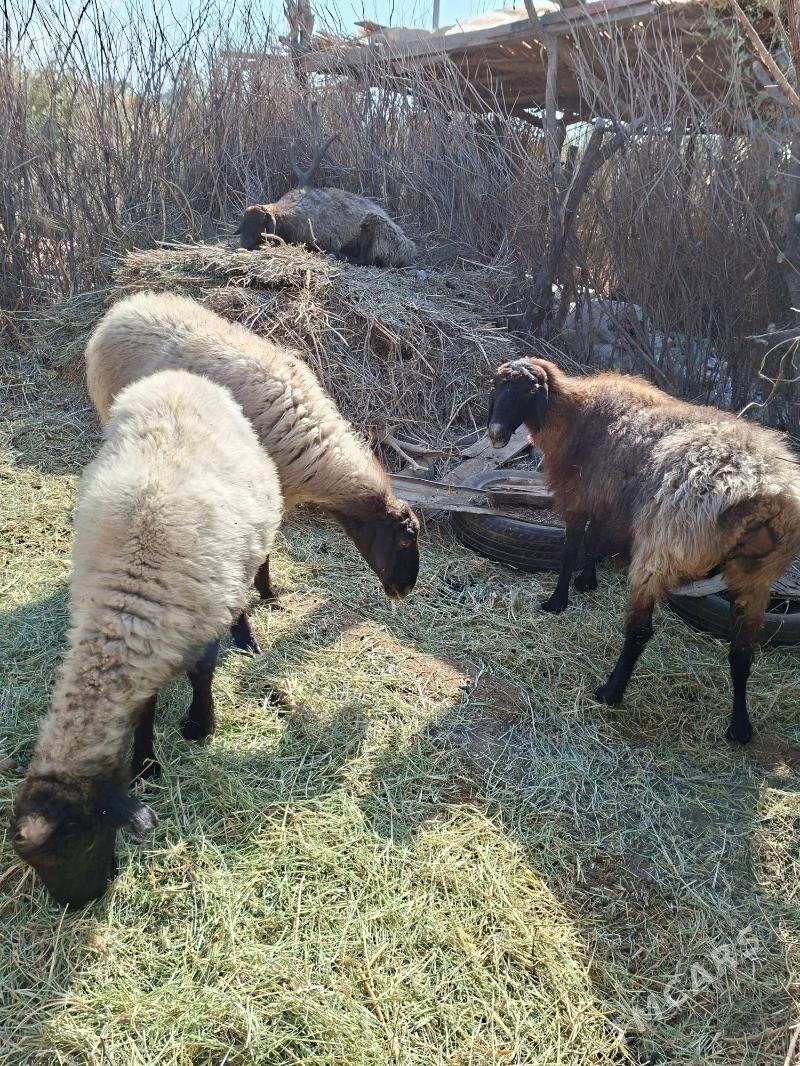 Goyun - Tejen - img 1