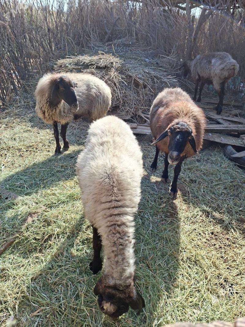 Goyun - Tejen - img 3