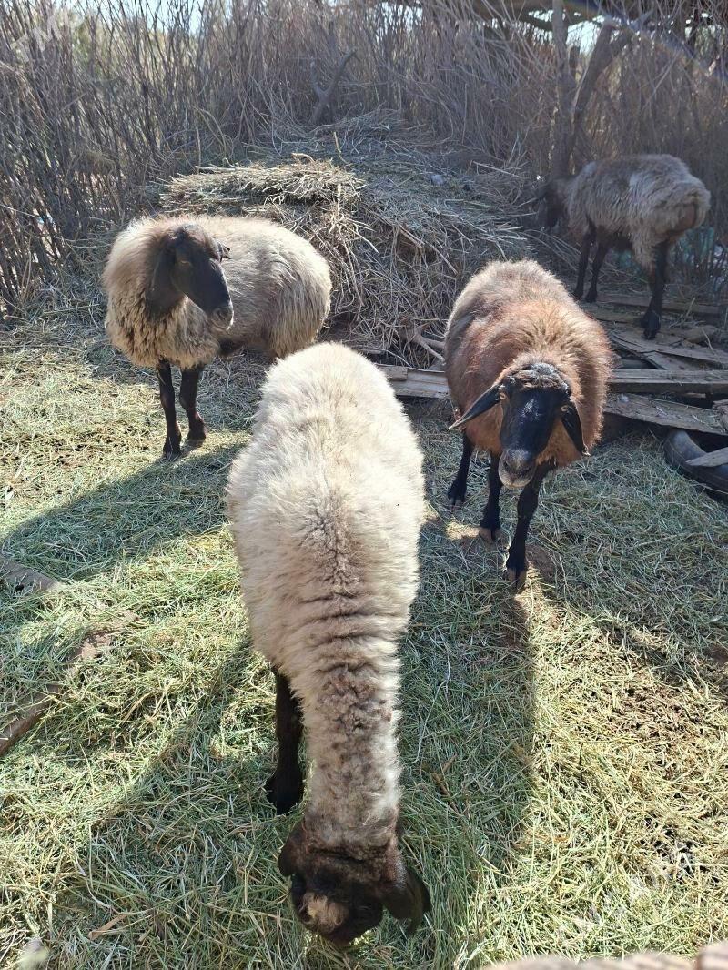 Goyun - Tejen - img 9