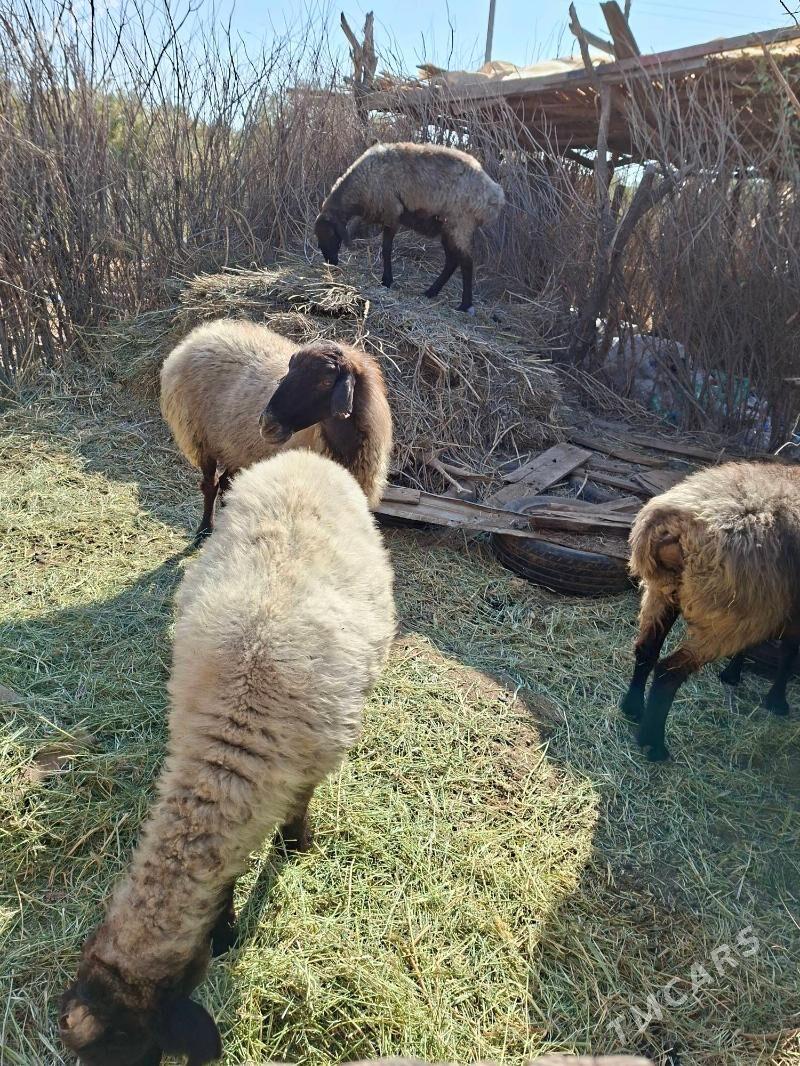 Goyun - Tejen - img 6