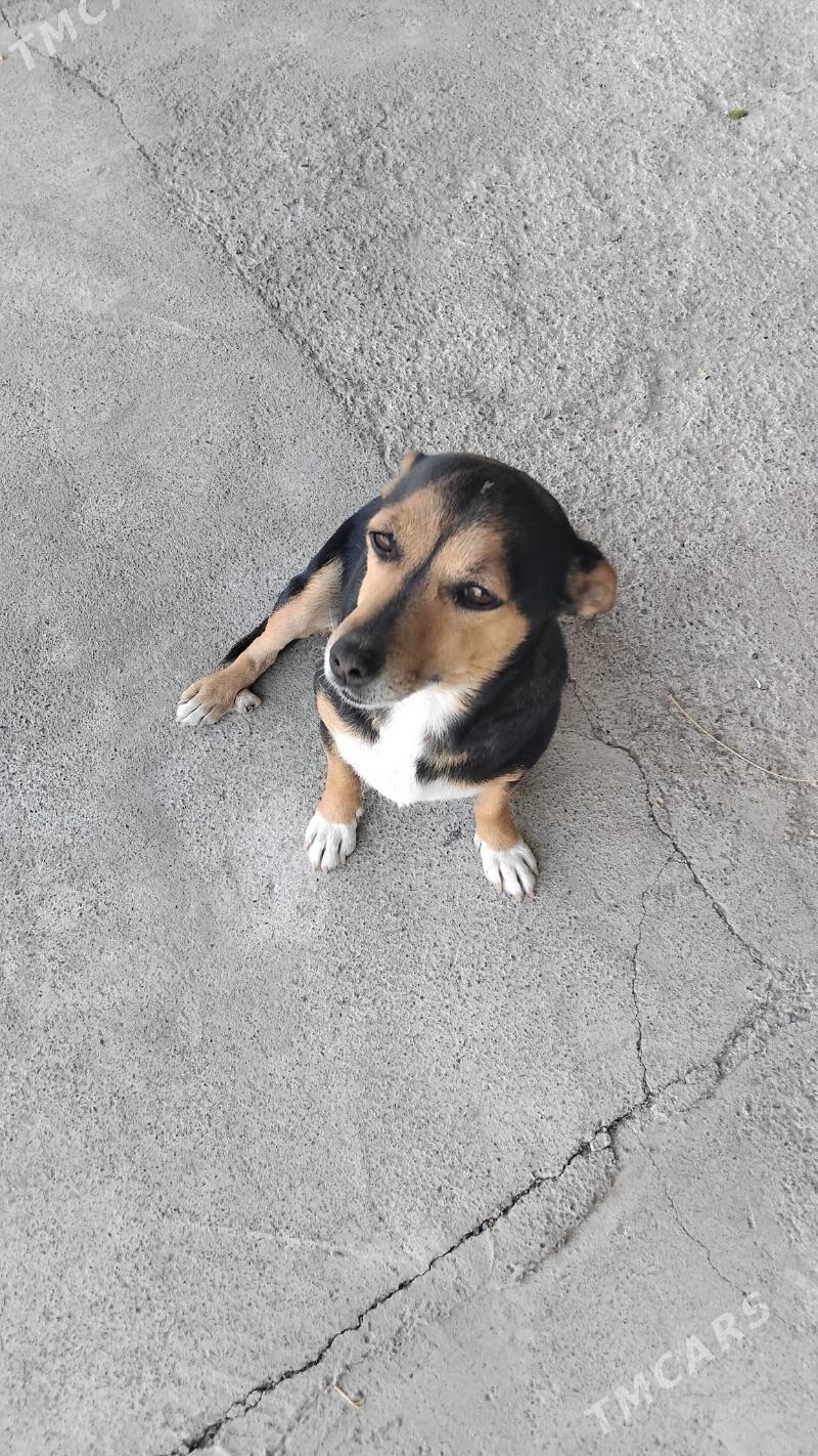 Gujuk - Aşgabat - img 2