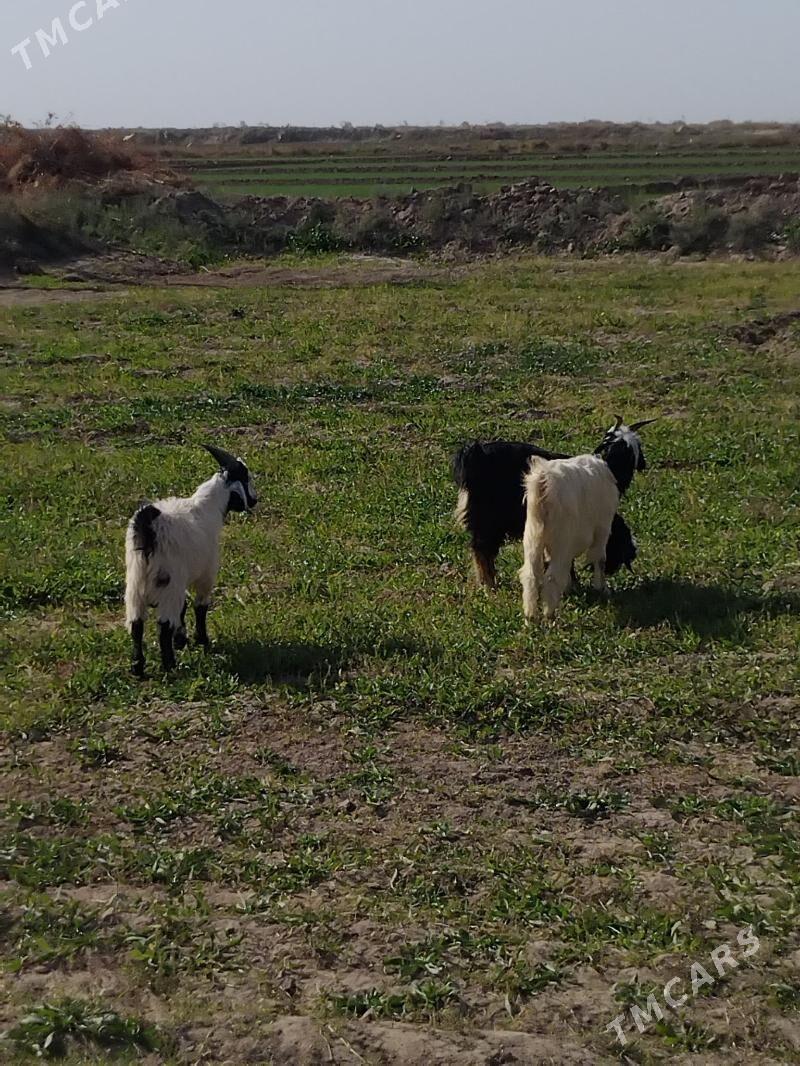geci - Çärjew - img 1