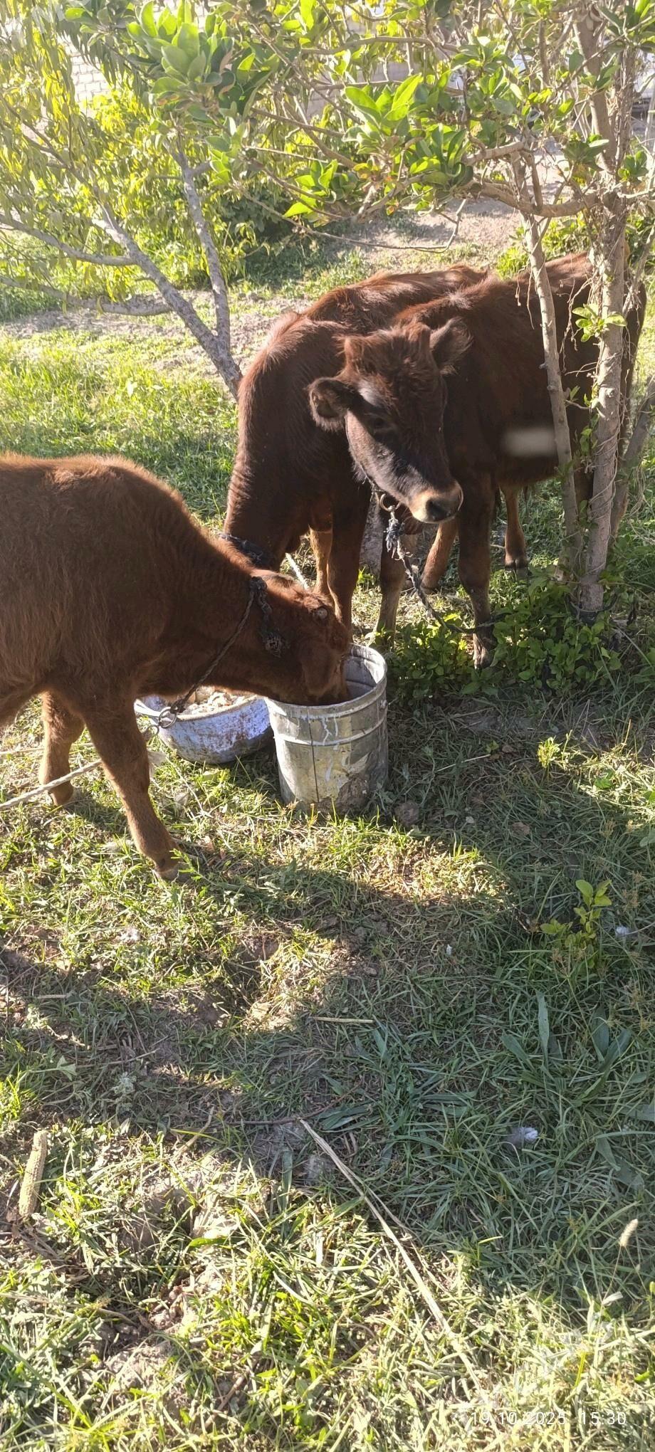 okuzce gole - Сакарчага - img 5