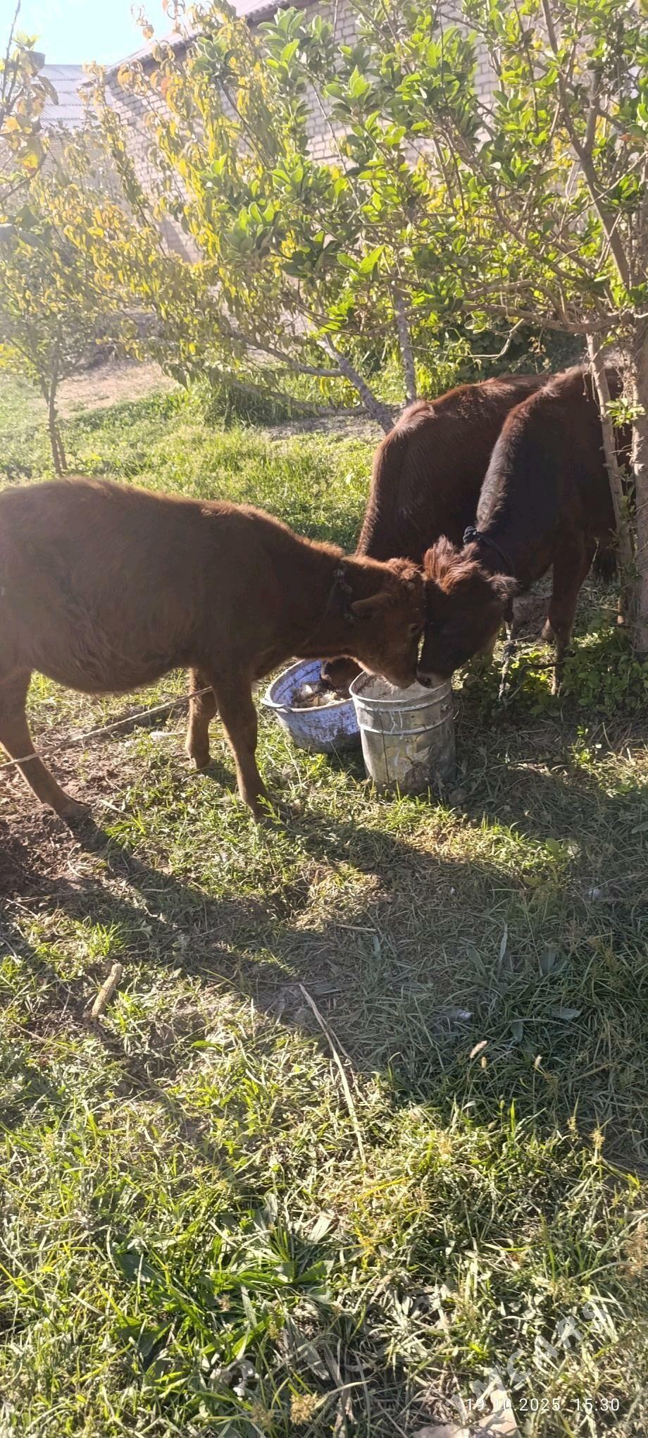okuzce gole - Сакарчага - img 2