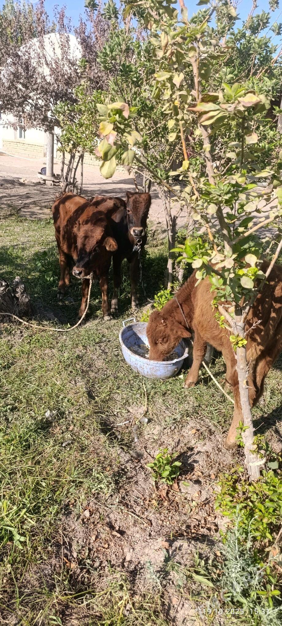 okuzce gole - Сакарчага - img 3