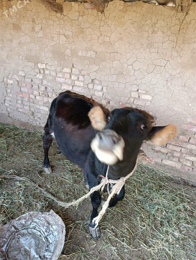 Göle - Babadaýhan - img 1