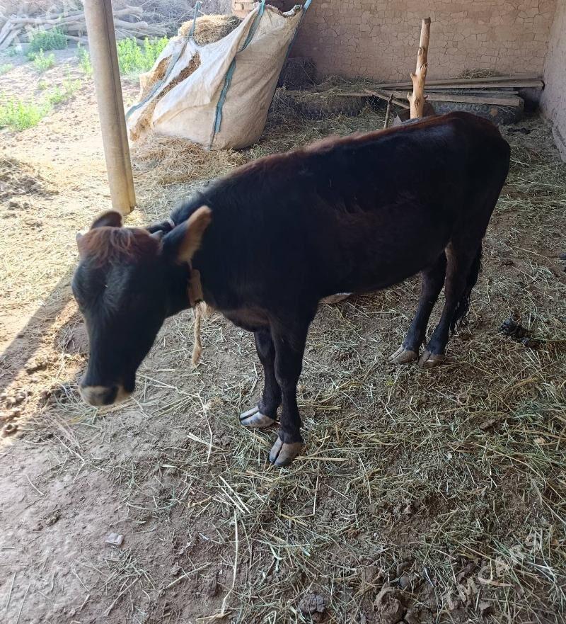 Göle - Babadaýhan - img 2