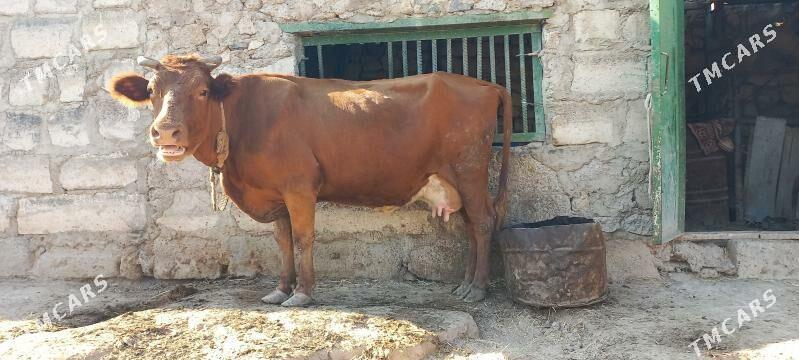 Süýtli  sygyr - Türkmenbaşy - img 3