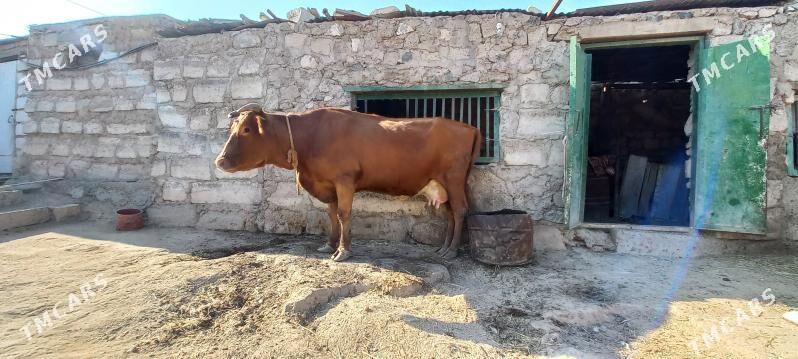 Süýtli  sygyr - Türkmenbaşy - img 4