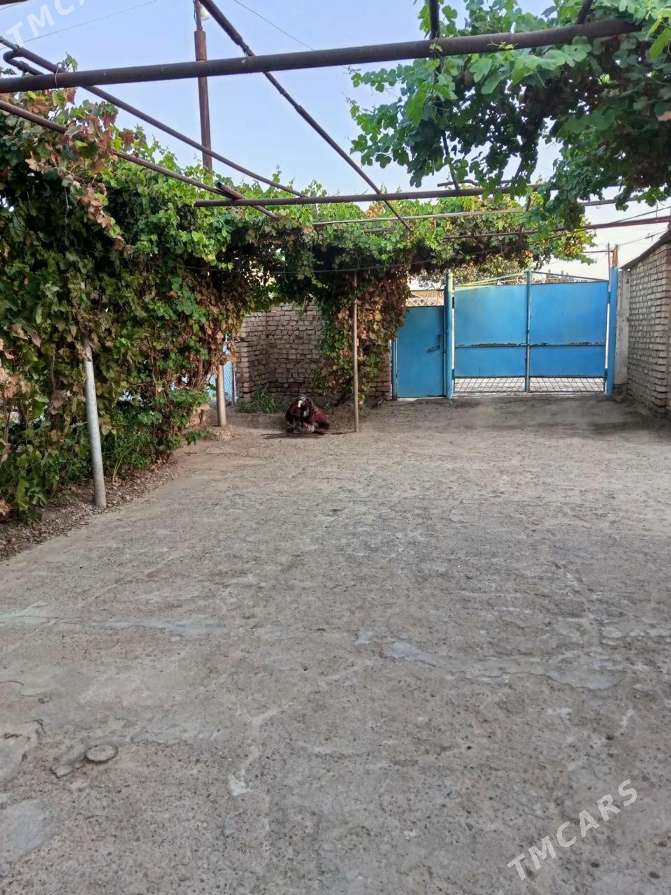 Satlyk jay!!! Bayramaly - Baýramaly - img 8