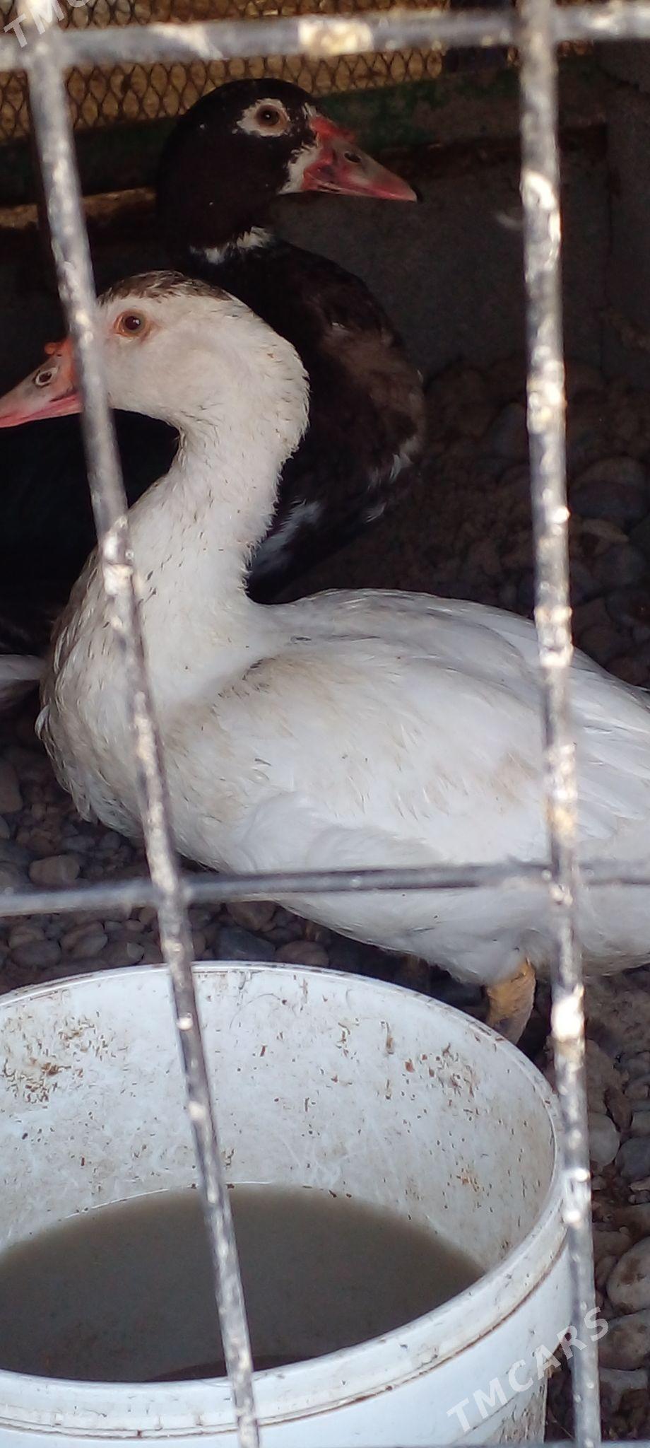 газ   индувдга  сахара - Ак-Бугдайский этрап - img 4