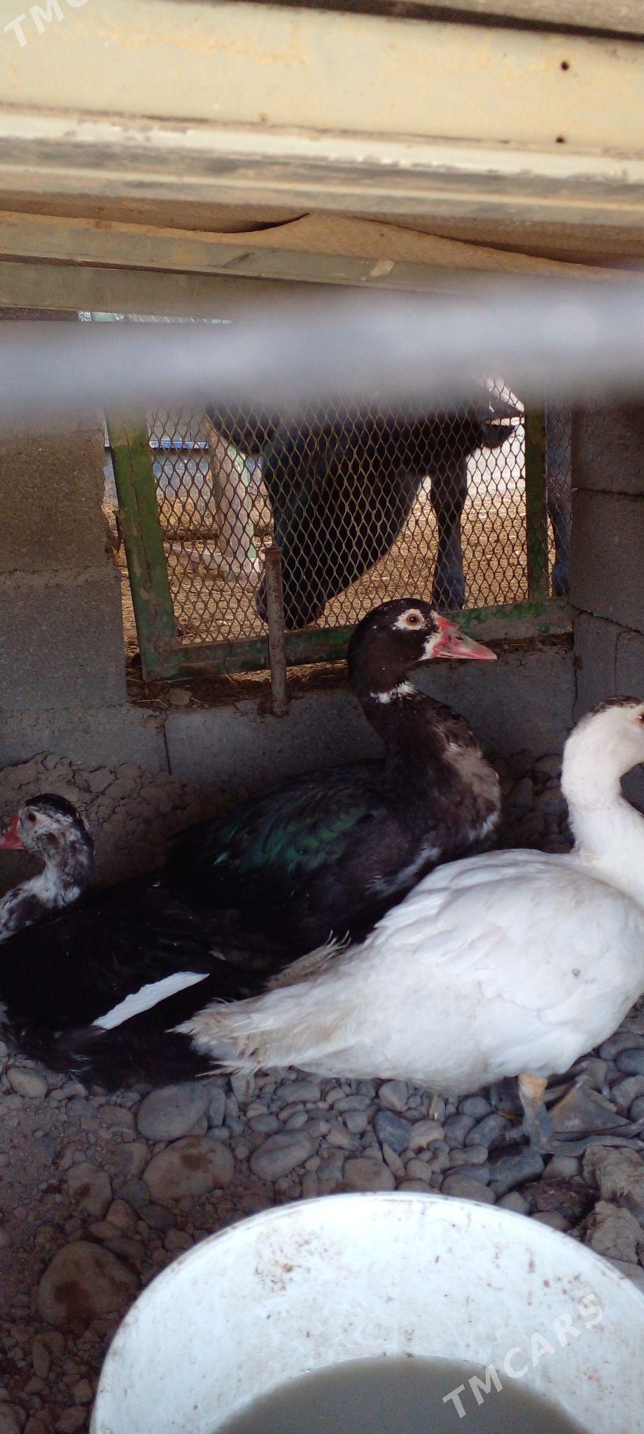 газ   индувдга  сахара - Ак-Бугдайский этрап - img 6