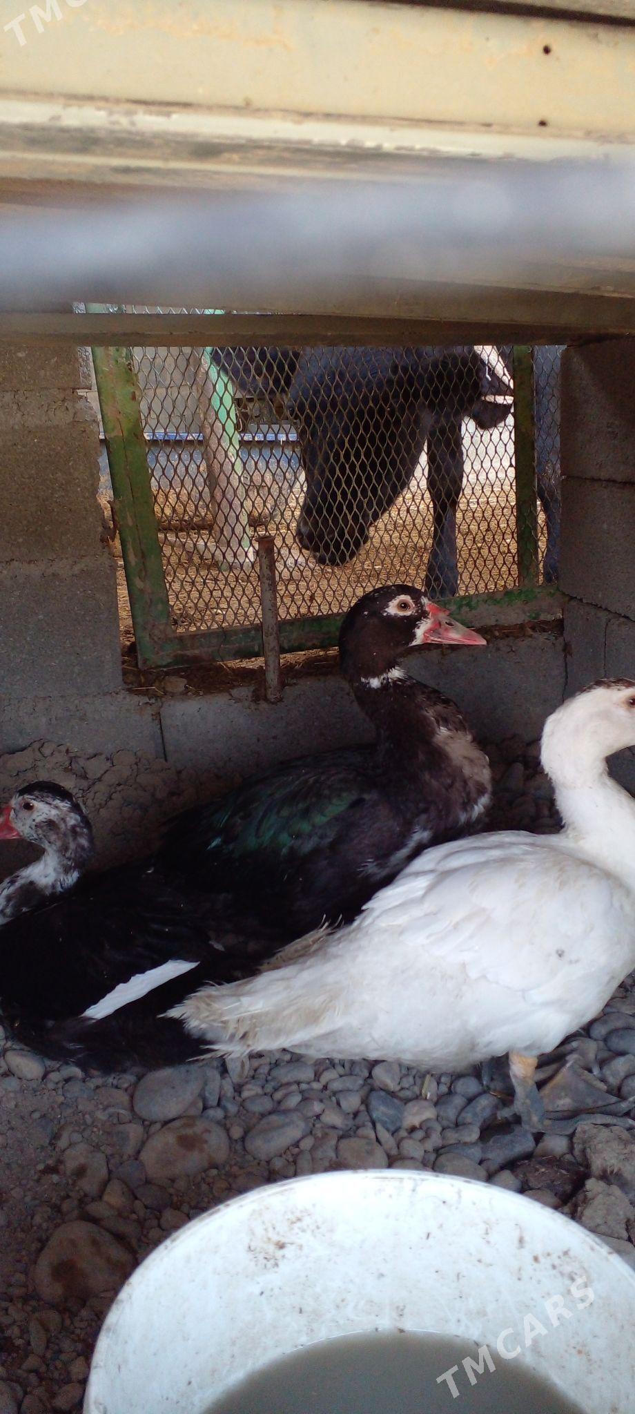 газ   индувдга  сахара - Ак-Бугдайский этрап - img 5