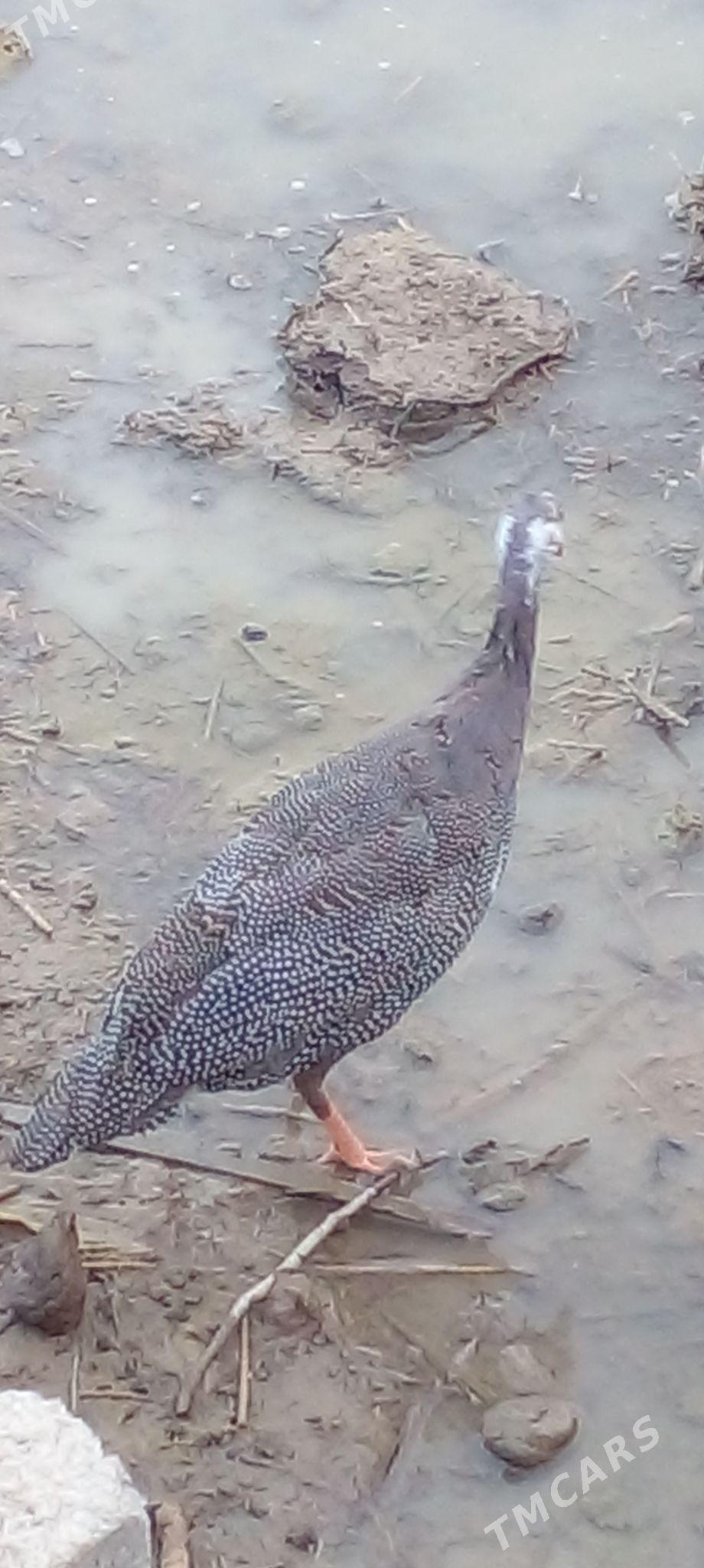 газ   индувдга  сахара - Ак-Бугдайский этрап - img 3