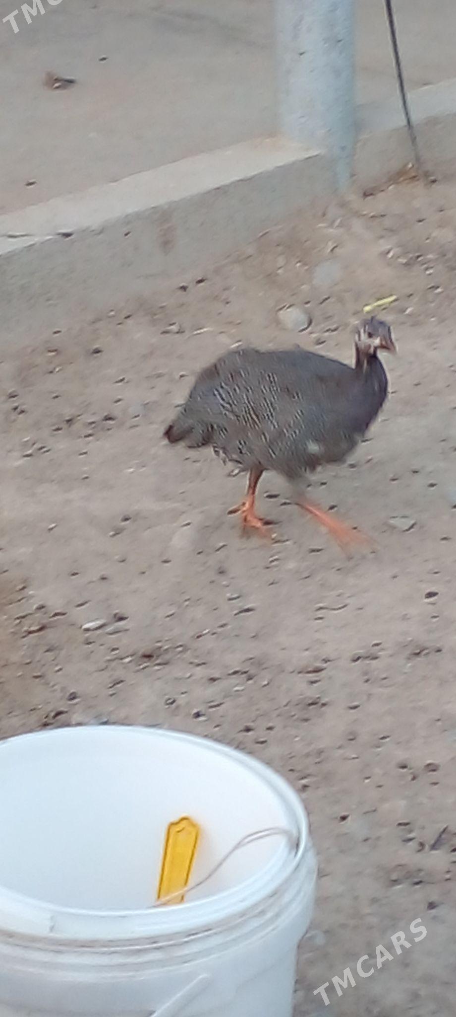 газ   индувдга  сахара - Ак-Бугдайский этрап - img 2