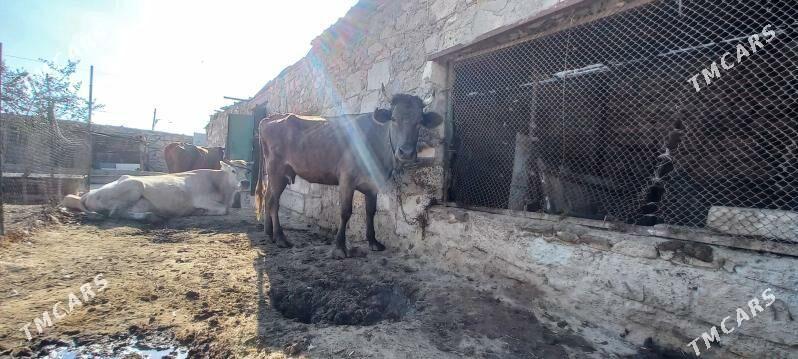 Sygyr - Türkmenbaşy - img 2