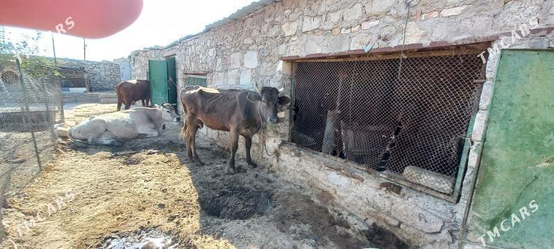 Sygyr - Türkmenbaşy - img 3