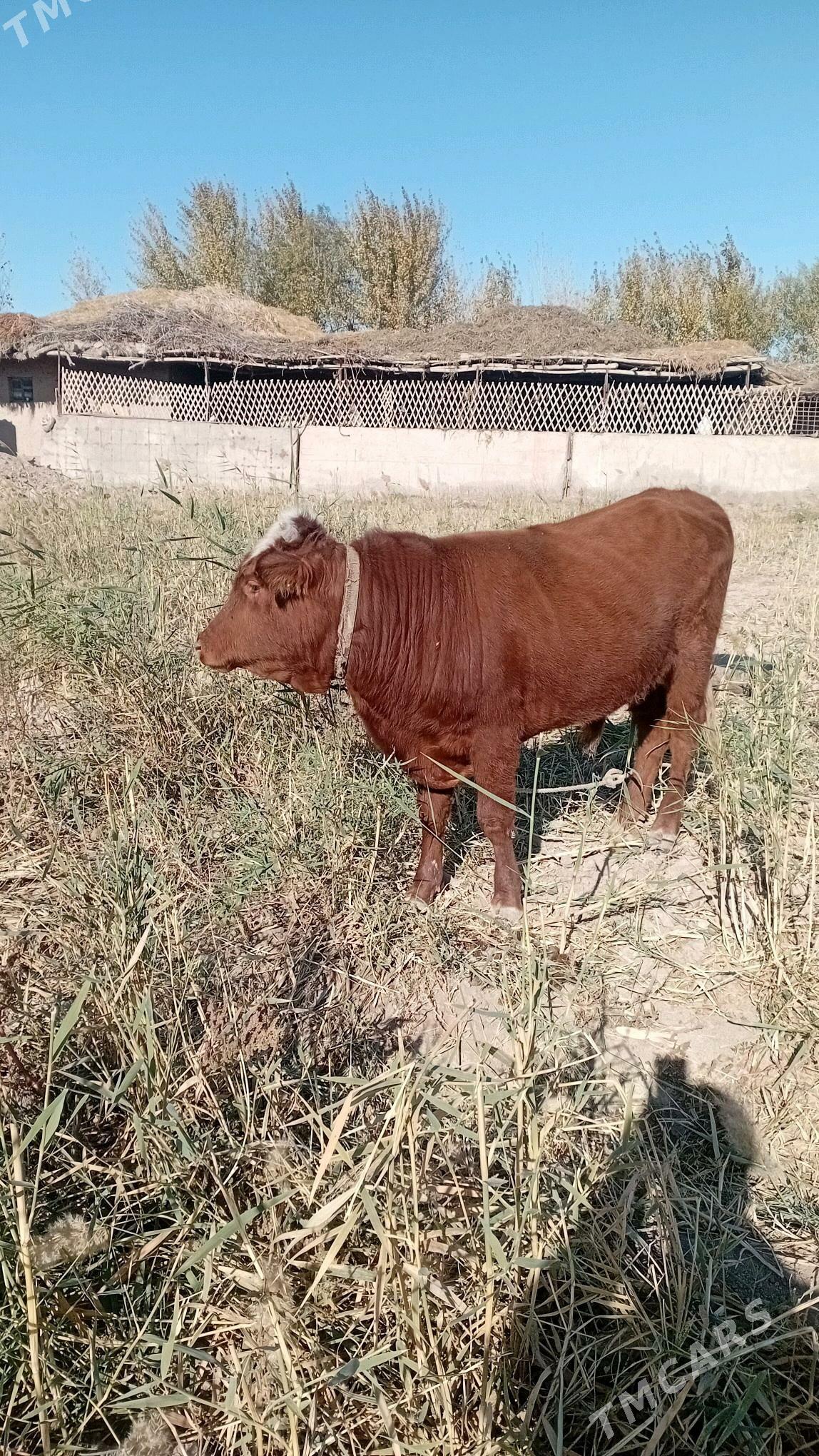 15 aylyk okuzce - Губадаг - img 1